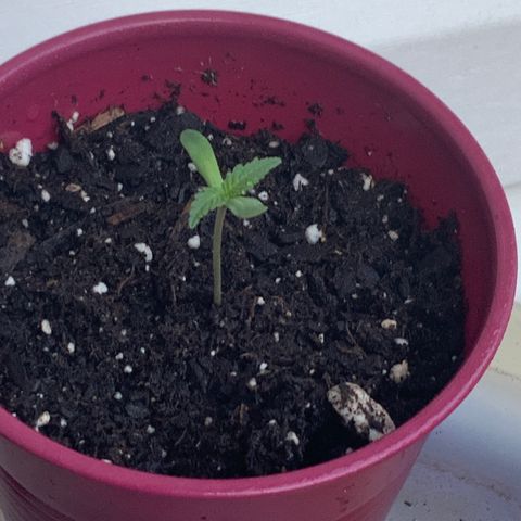 Bruce Banner 7/22 growlog timeline photo