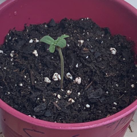 Gorilla Glue 1 7/23 growlog timeline photo
