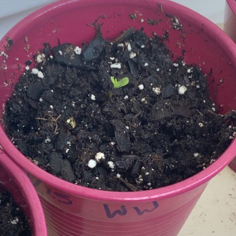White Widow 7/25 growlog timeline photo