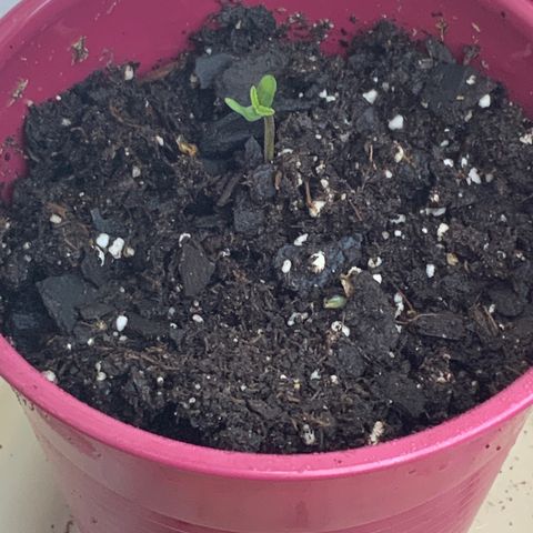 Gorilla Glue 2 7/25 growlog timeline photo