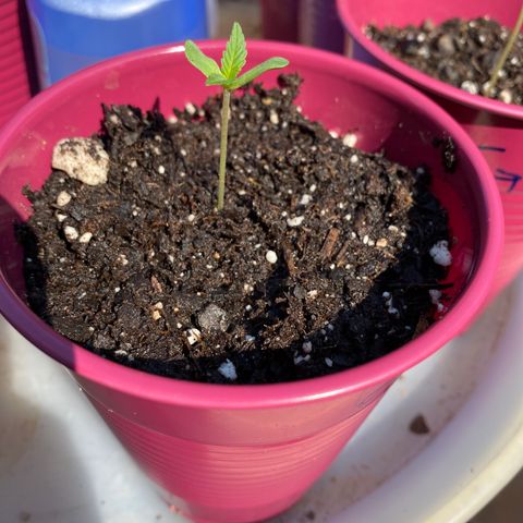 Bruce Banner 7/22 growlog timeline photo