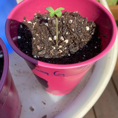 Gorilla Glue 1 7/23 growlog timeline photo