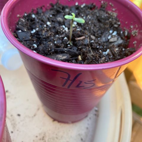 Gorilla Glue 2 7/25 growlog timeline photo