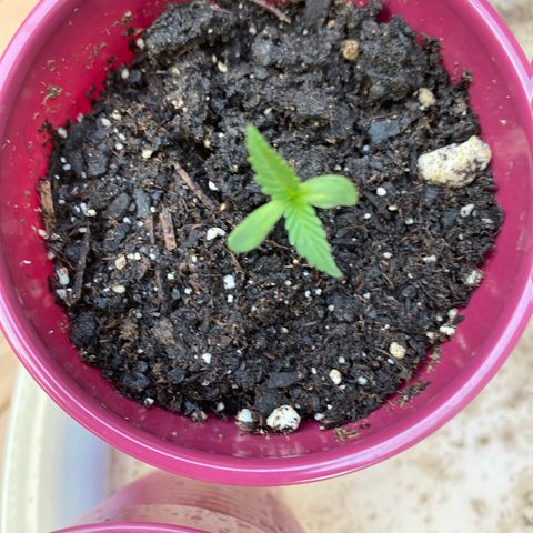 Bruce Banner 7/22 growlog photo: Evening 