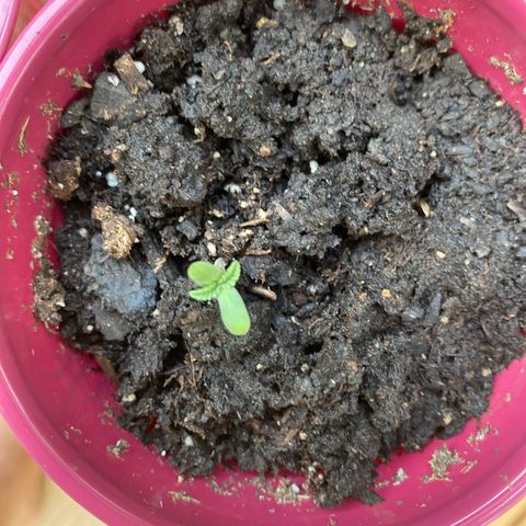 Gorilla Glue 2 7/25 growlog photo: Evening 