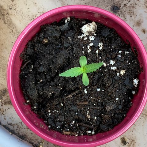 Bruce Banner 7/22 growlog timeline photo