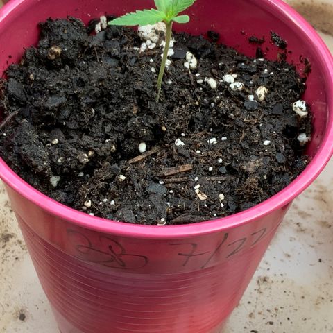 Bruce Banner 7/22 growlog timeline photo