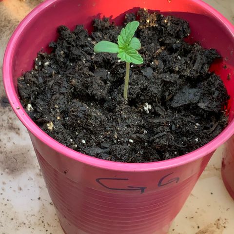 Gorilla Glue 1 7/23 growlog timeline photo