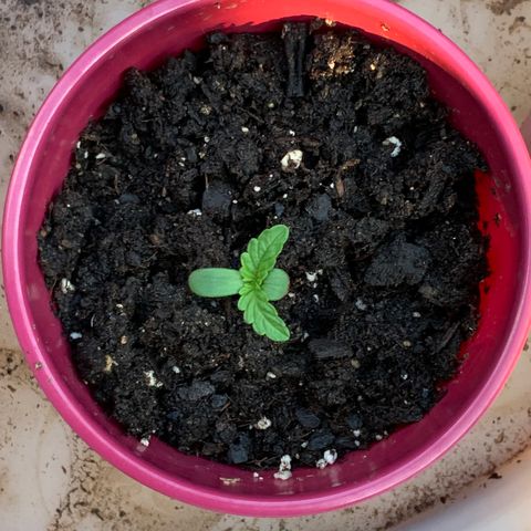 Gorilla Glue 1 7/23 growlog timeline photo