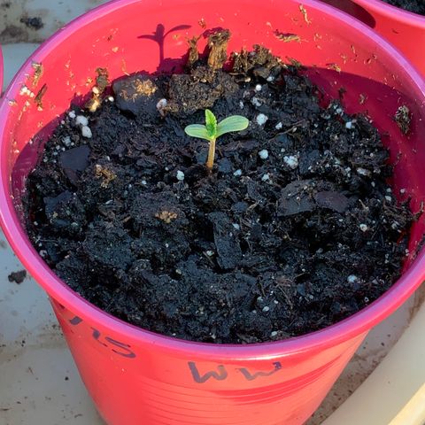 White Widow 7/25 growlog timeline photo