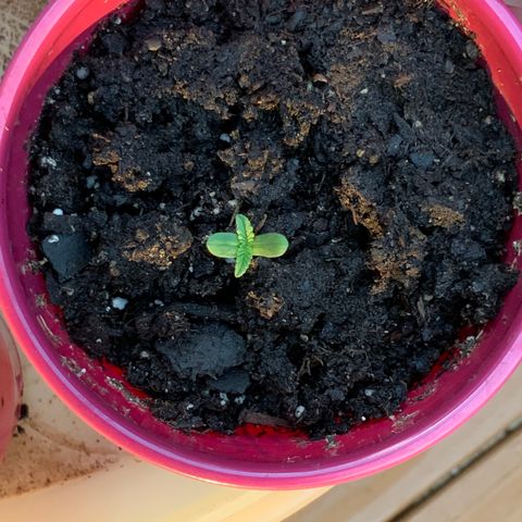 Gorilla Glue 2 7/25 growlog timeline photo