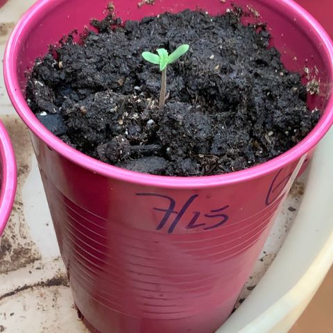 Gorilla Glue 2 7/25 growlog timeline photo