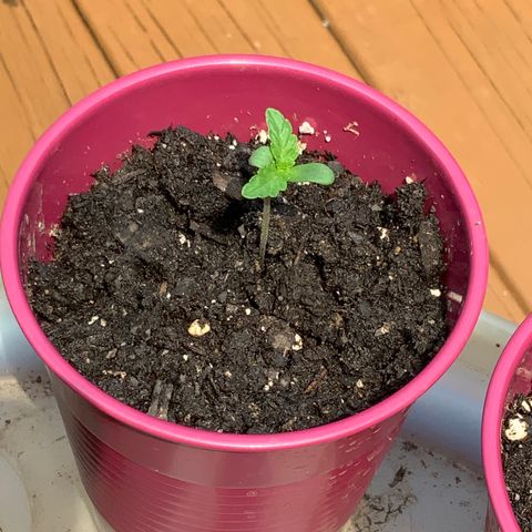 Gorilla Glue 1 7/23 growlog timeline photo