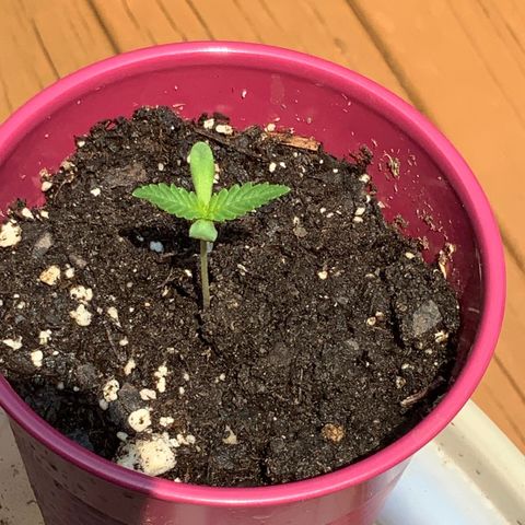 Bruce Banner 7/22 growlog timeline photo