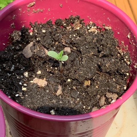 White Widow 7/25 growlog timeline photo