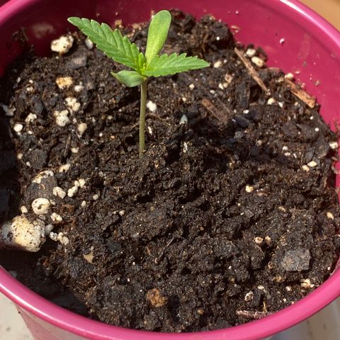 Bruce Banner 7/22 growlog photo: 3pm