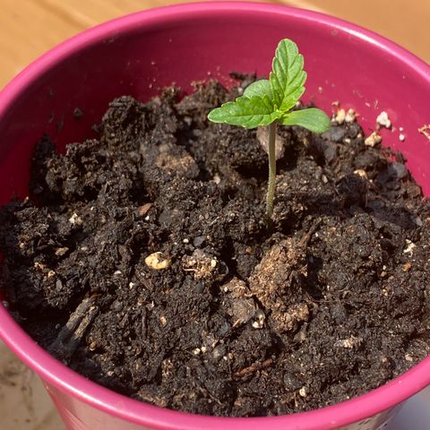 Gorilla Glue 1 7/23 growlog photo: 3pm