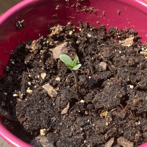 White Widow 7/25 growlog photo: 3pm