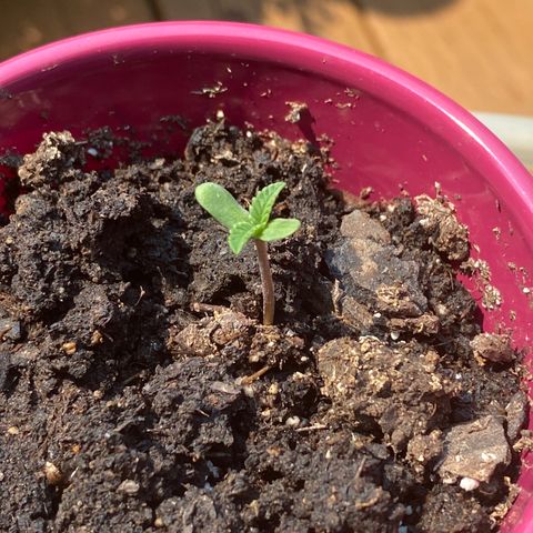 Gorilla Glue 2 7/25 growlog photo: 3pm