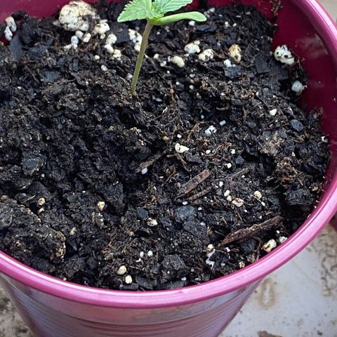 Bruce Banner 7/22 growlog photo: Evening 