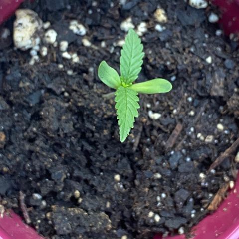 Bruce Banner 7/22 growlog photo: Evening 