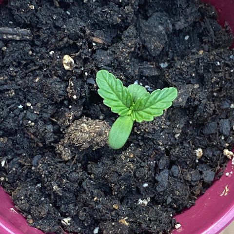 Gorilla Glue 1 7/23 growlog photo: Evening 