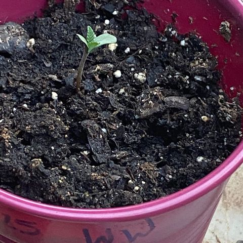 White Widow 7/25 growlog photo: Evening 