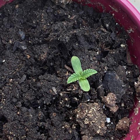 Gorilla Glue 2 7/25 growlog photo: Evening 