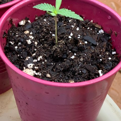 Bruce Banner 7/22 growlog photo: 7am