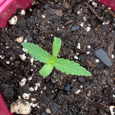 Bruce Banner 7/22 growlog photo: 7am