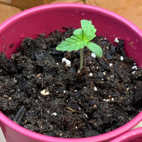 Gorilla Glue 1 7/23 growlog photo: 7am