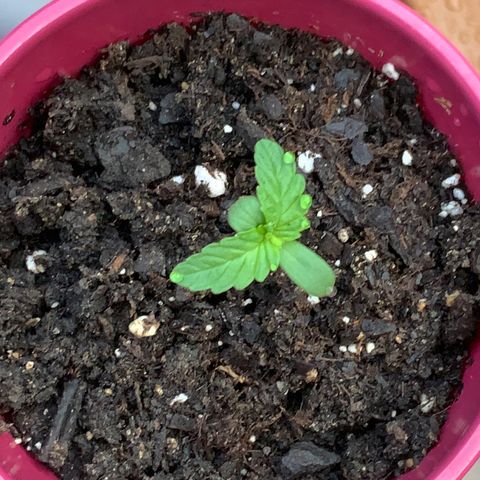 Gorilla Glue 1 7/23 growlog photo: 7am