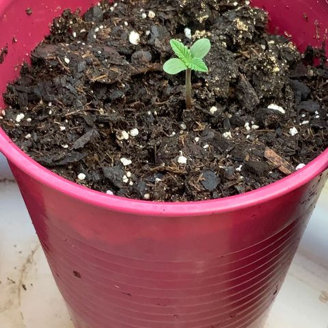White Widow 7/25 growlog photo: 7am