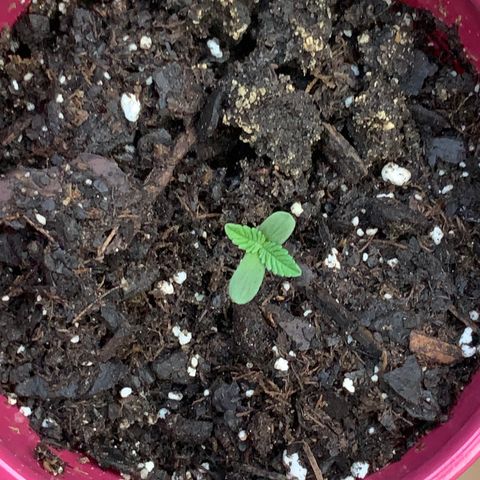 White Widow 7/25 growlog photo: 7am