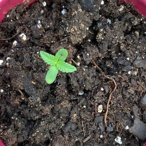 Gorilla Glue 2 7/25 growlog photo: 7am