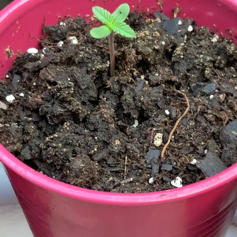 Gorilla Glue 2 7/25 growlog photo: 7am