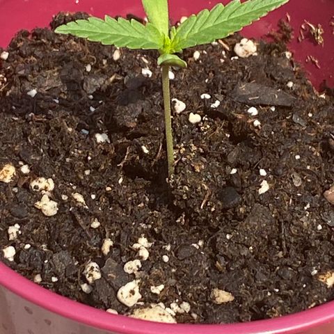 Bruce Banner 7/22 growlog photo: 11a