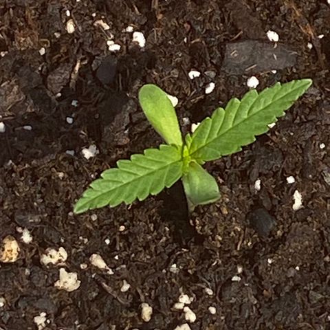 Bruce Banner 7/22 growlog photo: 11a