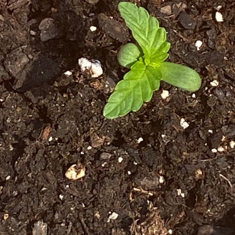 Gorilla Glue 1 7/23 growlog photo: 11a