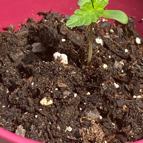 Gorilla Glue 1 7/23 growlog photo: 11a