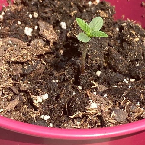 White Widow 7/25 growlog photo: 11a