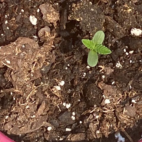 White Widow 7/25 growlog photo: 11a