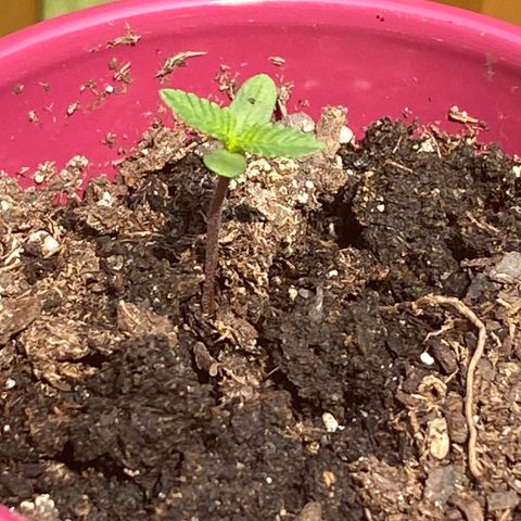 Gorilla Glue 2 7/25 growlog photo: 11a