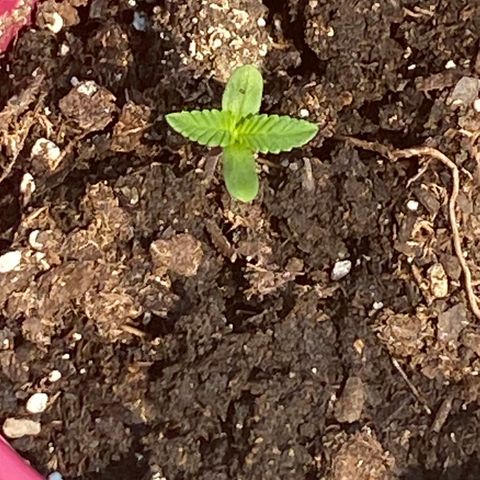 Gorilla Glue 2 7/25 growlog photo: 11a
