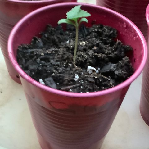 Bruce Banner 7/22 growlog photo: 8p