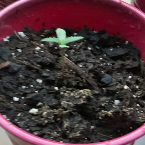 White Widow 7/25 growlog photo: 8p