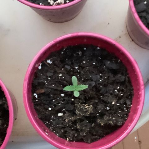White Widow 7/25 growlog photo: 8p