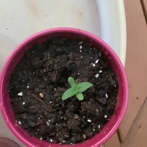 Gorilla Glue 2 7/25 growlog photo: 8p