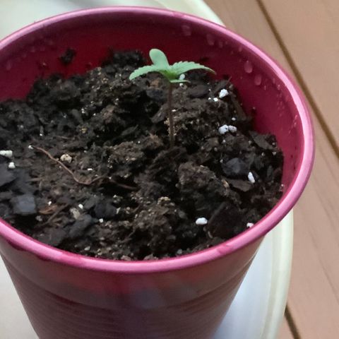 Gorilla Glue 2 7/25 growlog photo: 8p