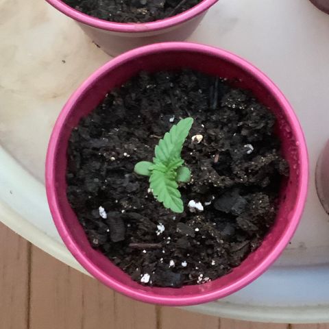 Gorilla Glue 1 7/23 growlog photo: 8p